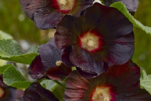 Alcea Hollyhock 'Blacknight' 